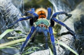 The Intriguing Giants of the Arachnid World, Tarantulas