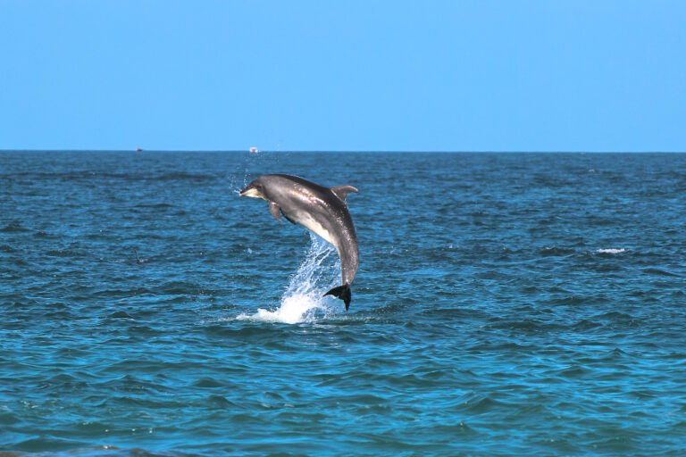 Best Dolphin Boat Trip in Canacona, Goa image 1